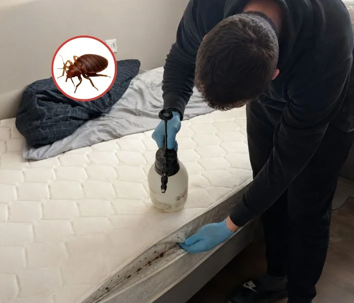Technicien traitant un matelas contre les punaises de lit à Bondy